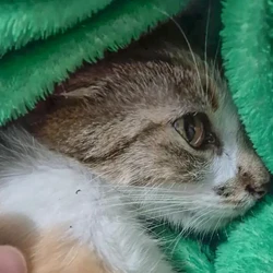 De acordo com o delegado Guilherme Dias, o neto da suspeita, uma mulher chinesa, não gostava de gatos e as agressões contra os animais eram frequentes