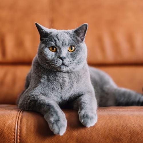 Imagem - 6 raças de gato originárias do Reino Unido 