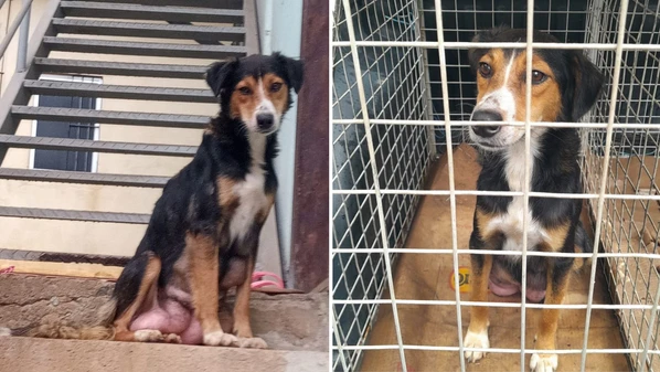 Mulher foi presa após abandonar quatro filhotes e uma cadela adulta no bairro Campo da Leopoldina, na segunda-feira (2)