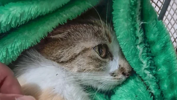 De acordo com o delegado Guilherme Dias, o neto da suspeita, uma mulher chinesa, não gostava de gatos e as agressões contra os animais eram frequentes