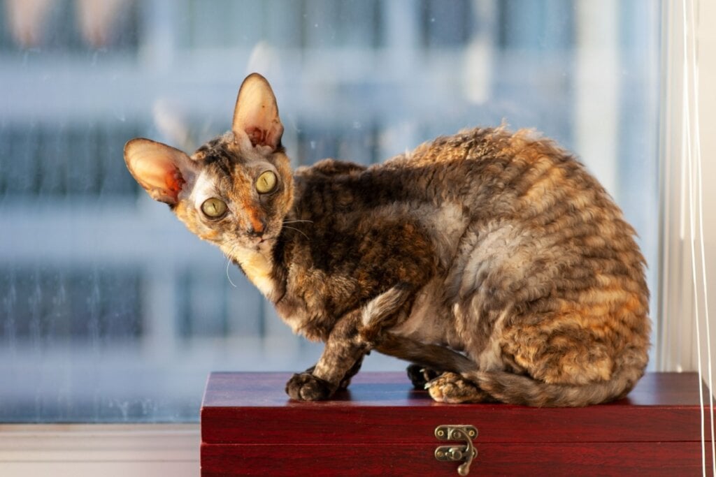 O cornish rex surgiu na Inglaterra a partir de uma mutação genética espontânea que resultou em uma pelagem curta, fina e ondulada (Imagem: DonPomidor | Shutterstock)