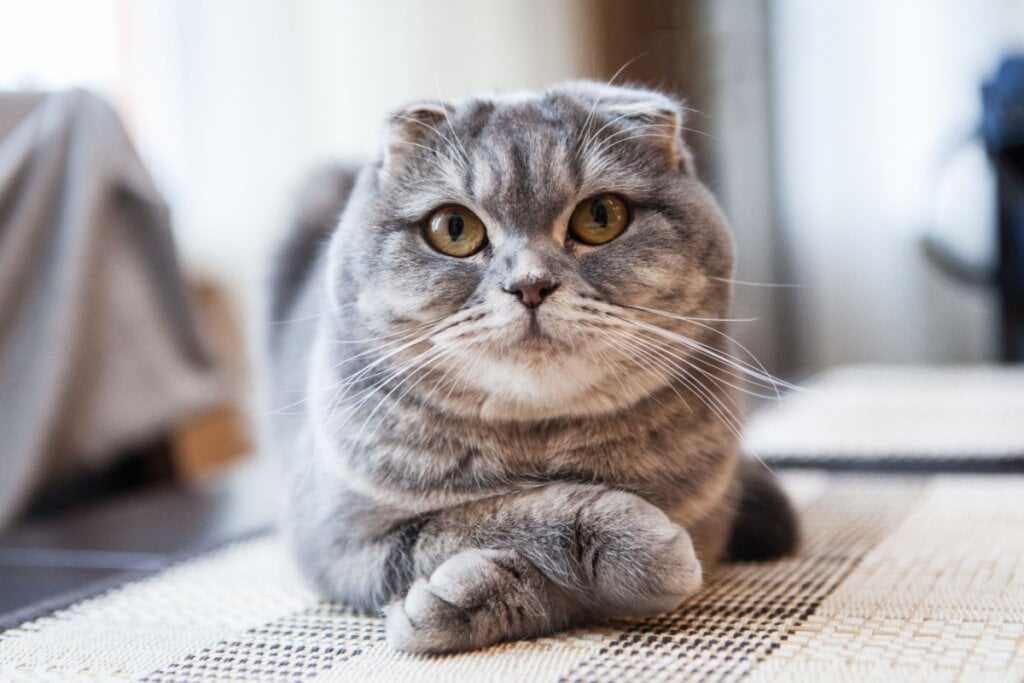 O scottish fold surgiu na Escócia e seu traço mais marcante são as orelhas dobradas para frente e para baixo (Imagem: Andrey Tairov | Shutterstock) 