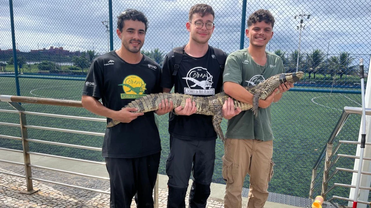 Jacaré-de-papo-amarelo foi encontrado no Atlântica Parque, em Vitória