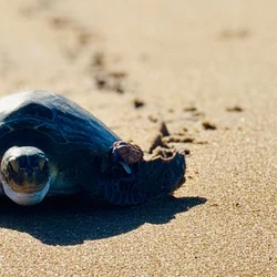 Animal foi encontrado debilitado em Piúma no ano passado e passou por cirurgias e tratamento nutricional antes de retornar ao oceano neste sábado (7)