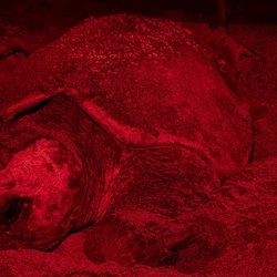 A fêmea marcada pelo Projeto Tamar em 1988 foi reencontrada pela sétima vez na mesma praia do litoral norte capixaba