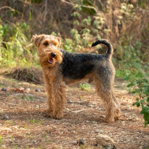 Imagem - Welsh terrier: conheça as características dessa raça de cachorro 