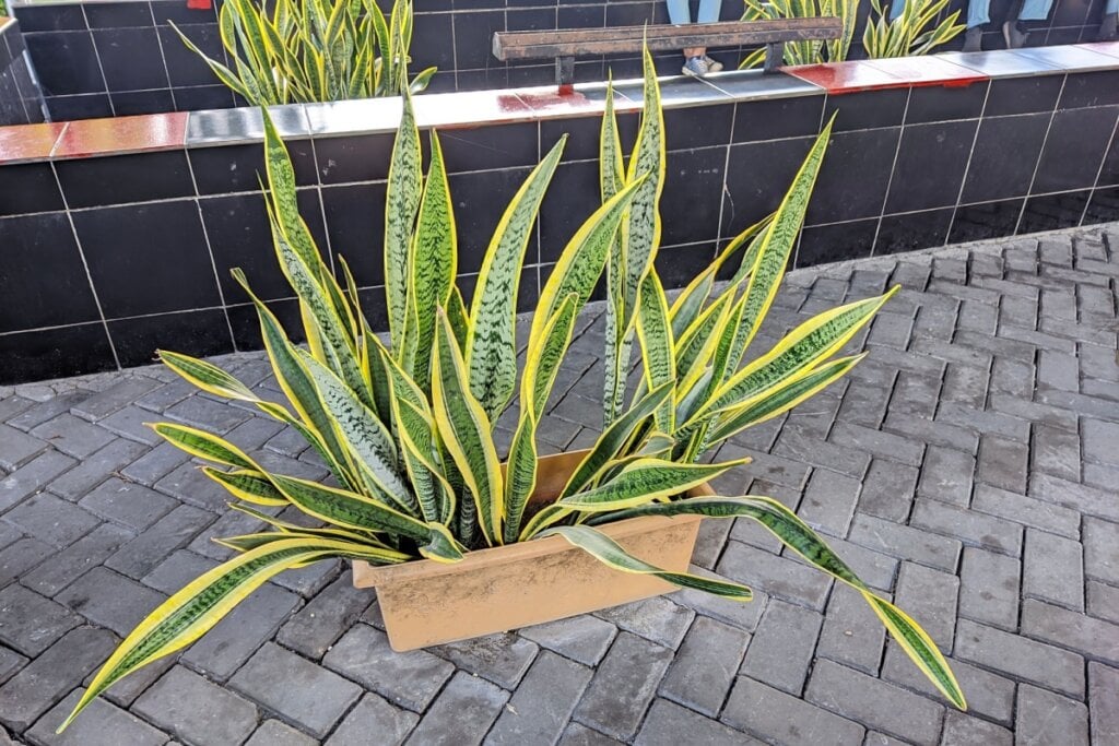 A espada-de-são-jorge afasta energias negativas e proporciona sensação de segurança (Imagem: Tria last | Shutterstock)