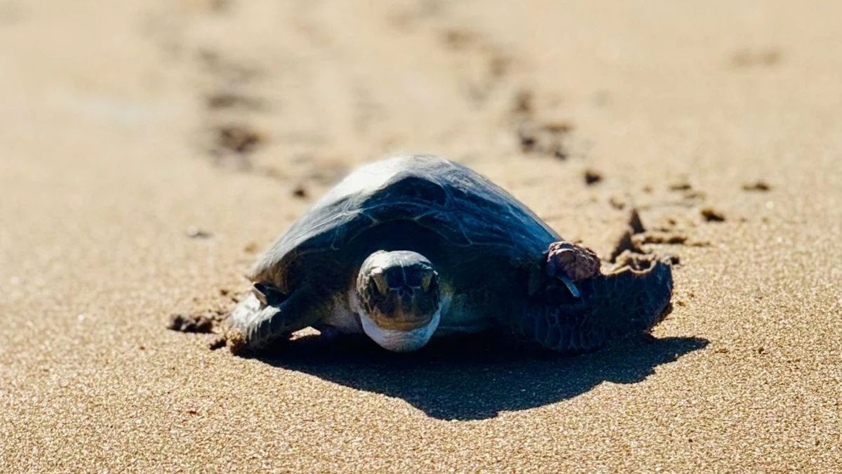 Resgatada com anemia e tumores, tartaruga reabilitada é solta no mar de Guriri
