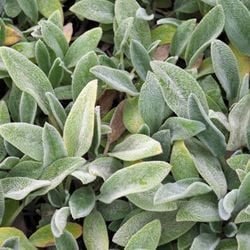 Rica em nutrientes e fácil de usar na cozinha, essa PANC pode entrar no cardápio de um jeito diferente, saboroso e cheio de vantagens