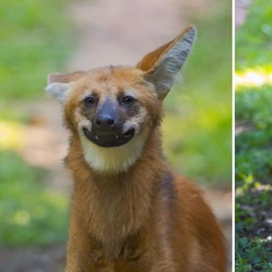 Flagrante feito pelo biólogo e fotógrafo Gabriel Bonfa surpreendeu até especialistas e reacendeu debate sobre mudanças ambientais no Espírito Santo