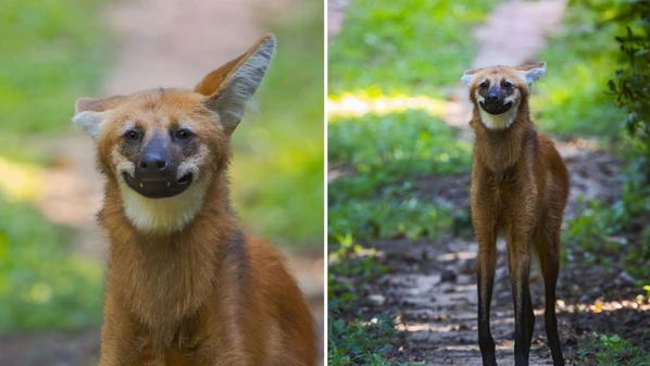 Flagrante feito pelo biólogo e fotógrafo Gabriel Bonfa surpreendeu até especialistas e reacendeu debate sobre mudanças ambientais no Espírito Santo