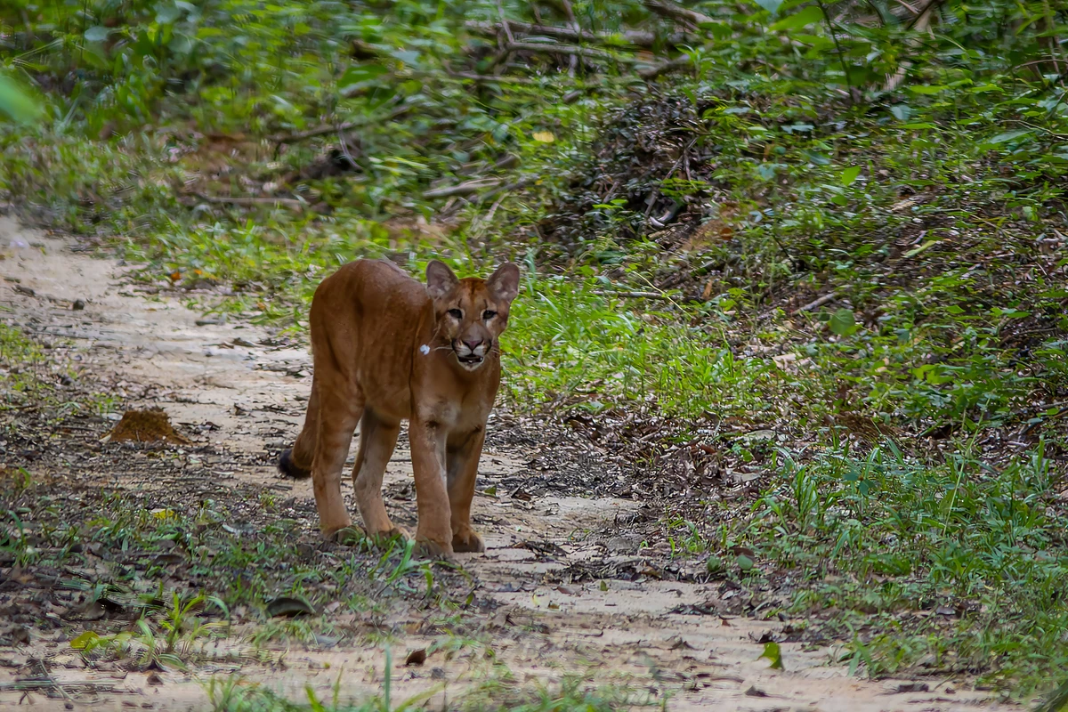 Da onça-parda a antas, aves de diferentes espécies e macacos, imagens revelam a diversidade da fauna capixaba. por Gabriel Bonfa
