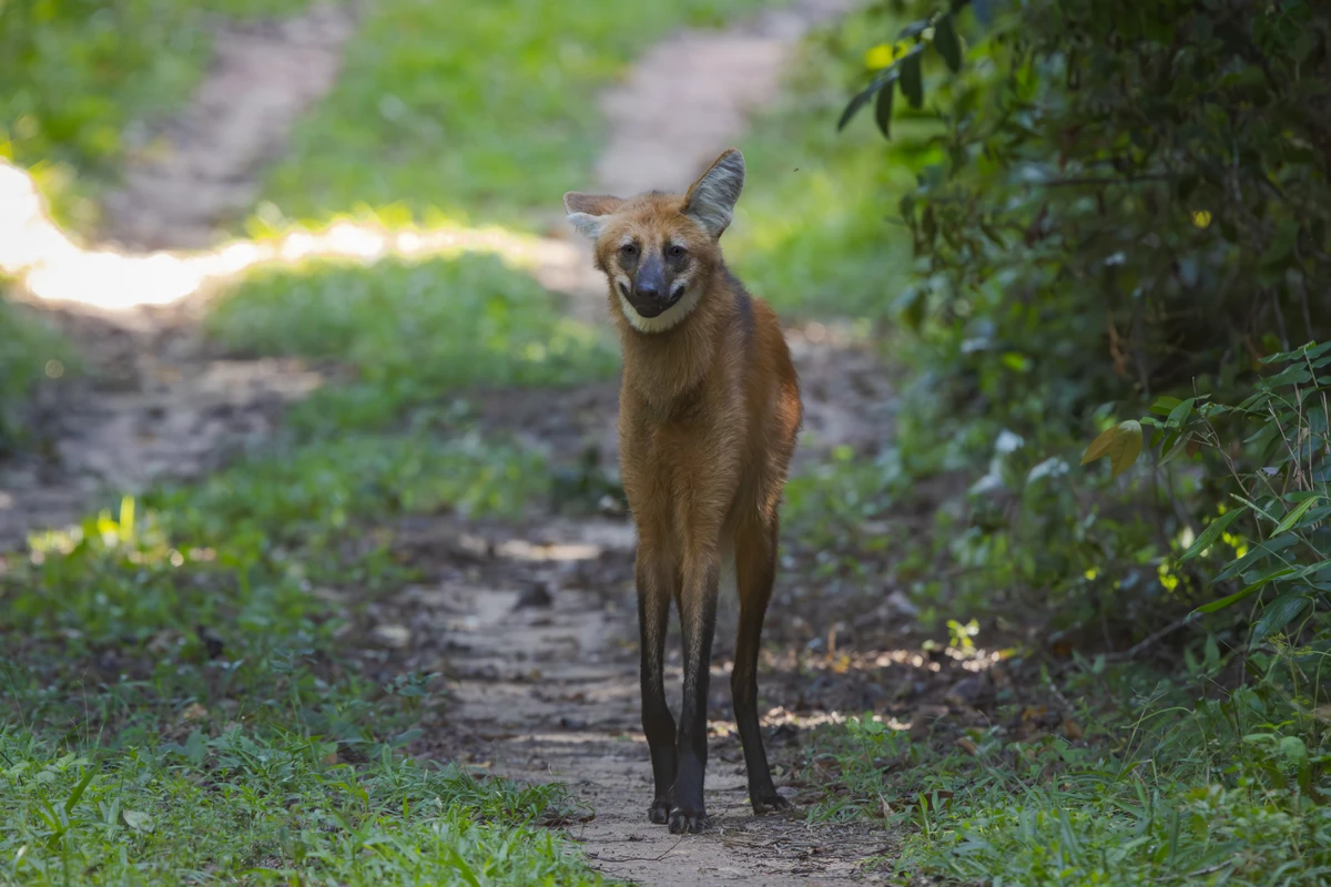 Da onça-parda a antas, aves de diferentes espécies e macacos, imagens revelam a diversidade da fauna capixaba por Gabriel Bonfa