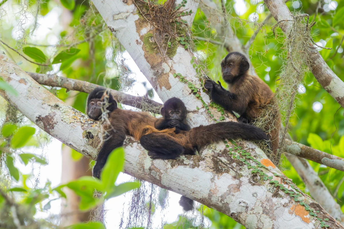 Da onça-parda a antas, aves de diferentes espécies e macacos, imagens revelam a diversidade da fauna capixaba por Gabriel Bonfa