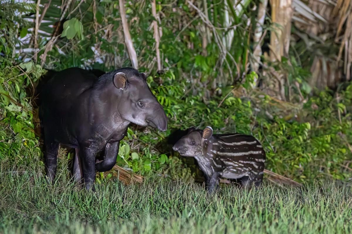 Da onça-parda a antas, aves de diferentes espécies e macacos, imagens revelam a diversidade da fauna capixaba por Gabriel Bonfa