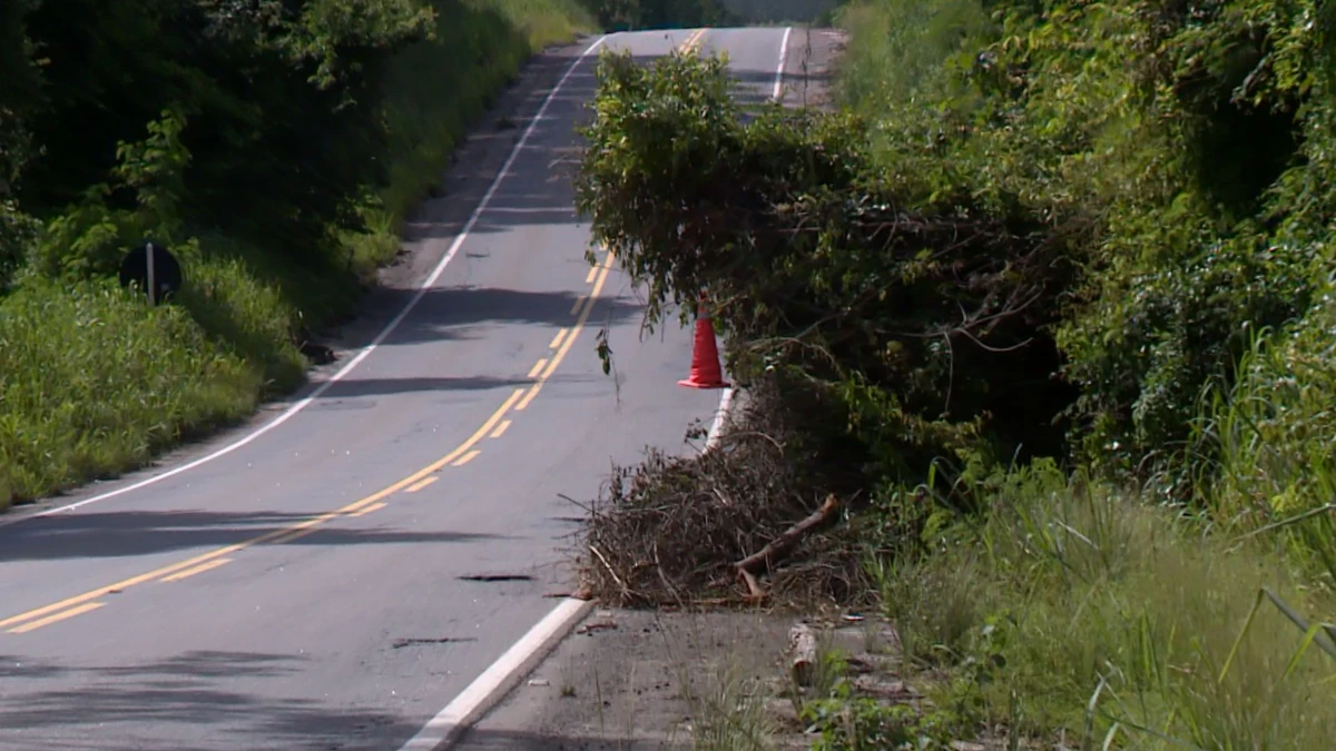 Cone é pendurado em arbusto para chamar a atenção de motoristas na ES 445
