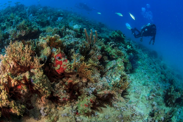 Exemplo de coral no litoral brasileiro