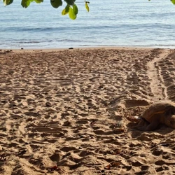 O registro chamou atenção por acontecer fora do horário habitual da espécie, que costuma preparar os ninhos e colocar os ovos nos períodos da noite ou na madrugada
