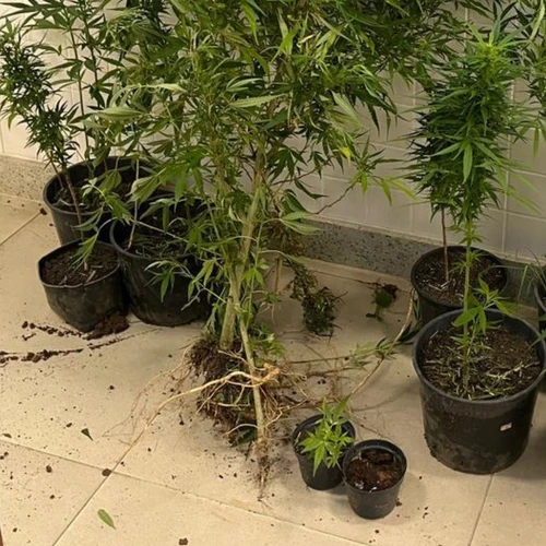 A Gazeta - k1y5hlsfqvk