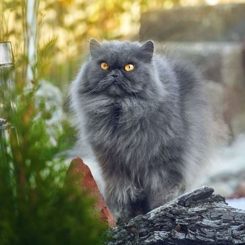 Imagem - Gato cinza: 7 raças que se destacam pela cor da pelagem 