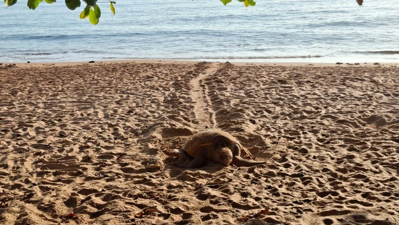 A Gazeta - cxsdu20fmw