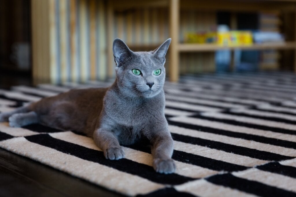 O gato azul russo tem um tom cinza-azulado uniforme, com aspecto aveludado (Imagem: Irina Borodovskaya | Shutterstock)