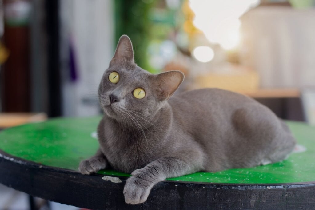 O gato korat tem pelagem curta, fina e com um brilho prateado natural sobre o fundo cinza (Imagem: Boonlert Saikrajang | Shutterstock) 