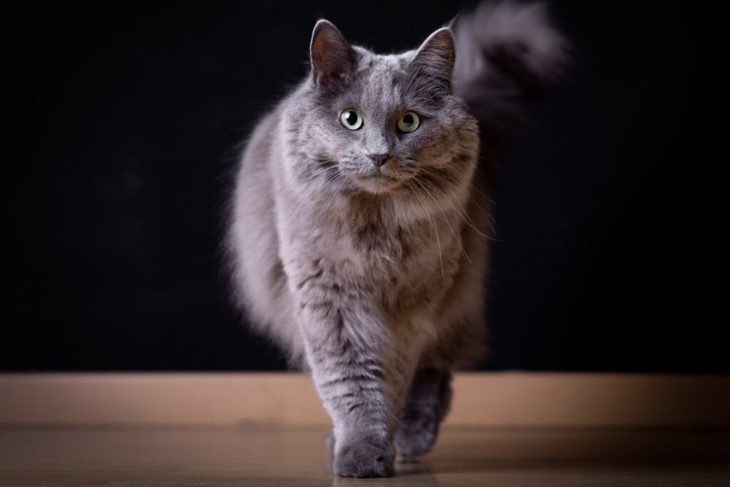 O gato nebelung possui pelagem longa, sedosa e em tom cinza-azulado (Imagem: Katrien Lapauw | Shutterstock)