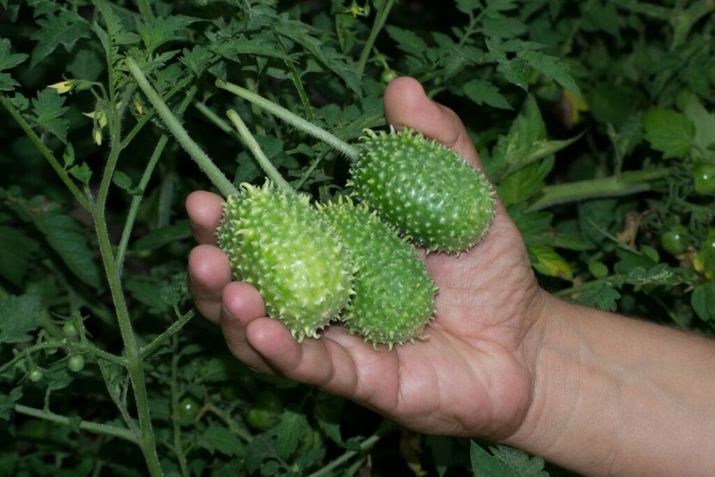 O maxixe é uma excelente fonte de cálcio e magnésio (Imagem: Nathalia F.G | Shutterstock) 