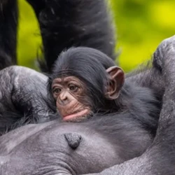 A votação para o nome ocorre no Instagram oficial (@zoosaopaulo); até esta sexta-feira (13), qualquer pessoa pode sugerir opções nos comentários