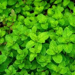 Veja como essa espécie pode contribuir para o bem-estar do corpo, auxiliando na prevenção e no tratamento de doenças