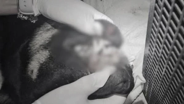 Os adolescentes teriam arremessado o animal em um rio e, após isso, jogado o cão do alto de um prédio