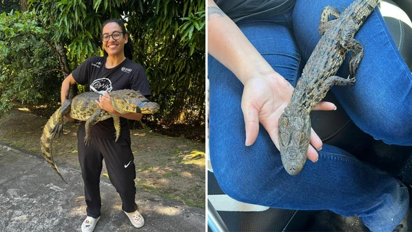 Dois animais foram resgatados com vida pelo Programa Caiman, enquanto um terceiro foi encontrado morto e será encaminhado para necropsia