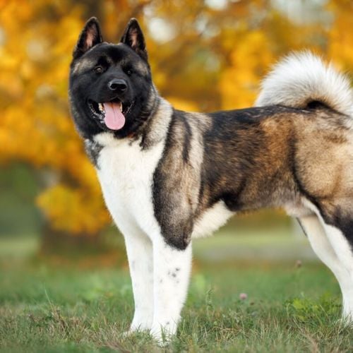 Imagem - Akita americano: conheça as características do cachorro dessa raça 