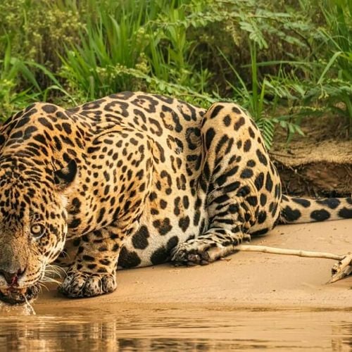 Imagem - 7 diferenças entre o leopardo e a onça-pintada 