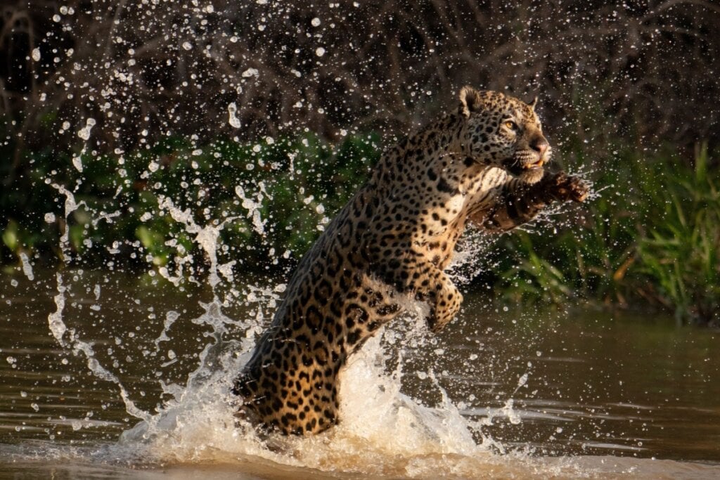 Diferentemente do leopardo, a onça-pintada tem facilidade para caçar na água (Imagem: Ebano27 | Shutterstock)