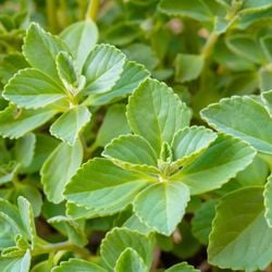 Veja como essa planta pode contribuir para o bem-estar do corpo e formas simples de incluí-la na sua rotina