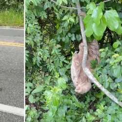 Animal estava no meio da pista da ES 490, entre Cachoeiro de Itapemirim e Marataízes, e poderia ter sido atropelado
