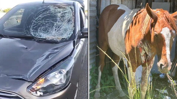 Acidente aconteceu na descida para a Avenida Carlos Lindenberg; equipe de Bem-Estar Animal da prefeitura resgatou o animal ferido