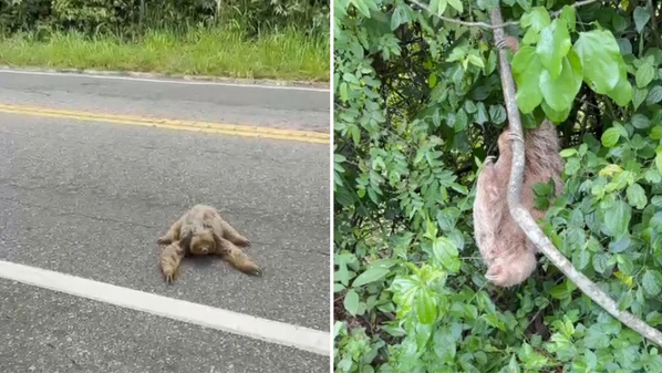 Animal estava no meio da pista da ES 490, entre Cachoeiro de Itapemirim e Marataízes, e poderia ter sido atropelado