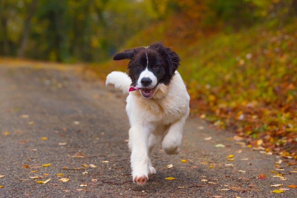 A pelagem longa e densa do landseer exige escovação frequente (Imagem: Pandas | Shutterstock) 