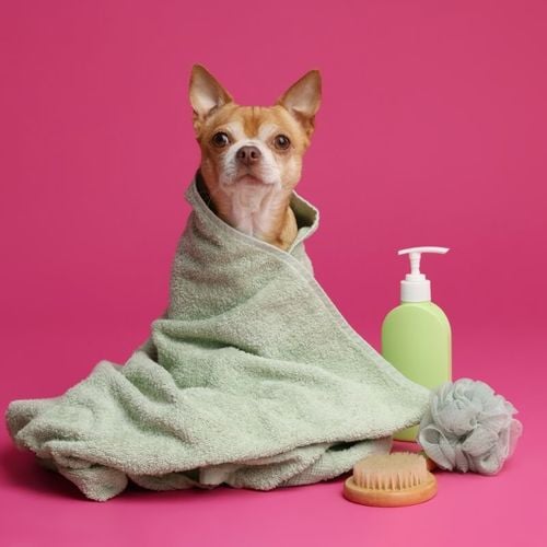 Imagem - Banho em pets: 4 cuidados para manter a higiene sem prejudicar a saúde