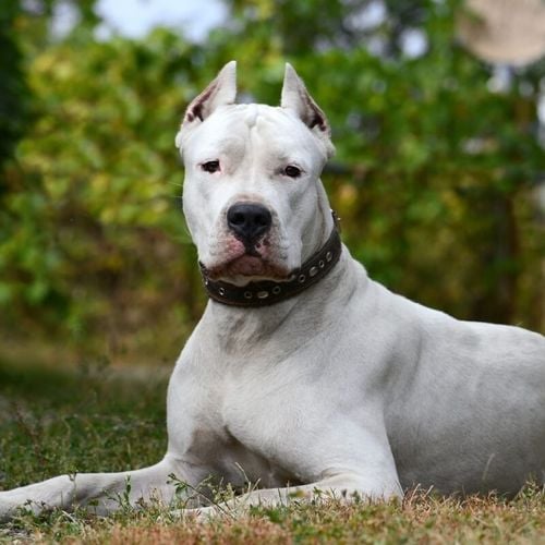 Imagem - 6 raças de cachorro grandes e brancas