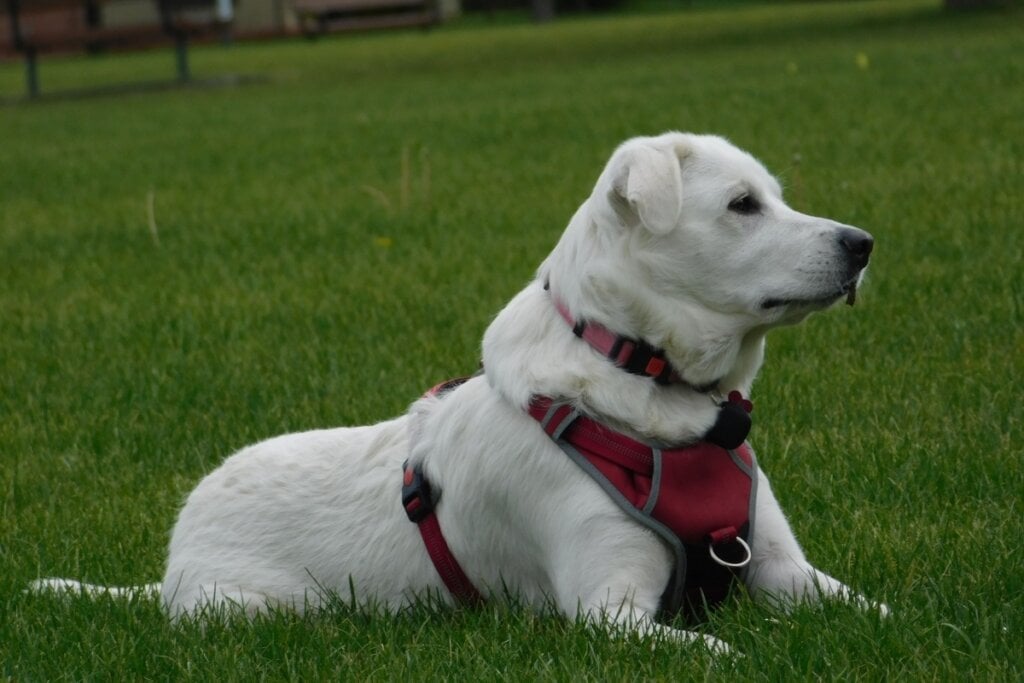 De origem turca, o akbash é um cachorro independente, com postura vigilante e pelagem que se adapta ao clima (Imagem: Wirestock Creators | Shutterstock) 