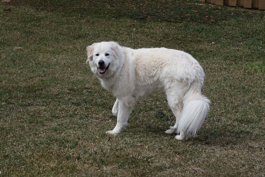 Grande, peludo e resistente ao frio, o Cão de montanha dos pireneus é tranquilo com a família e atento na proteção do território (Imagem: Valerie Reeves | Shutterstock) 