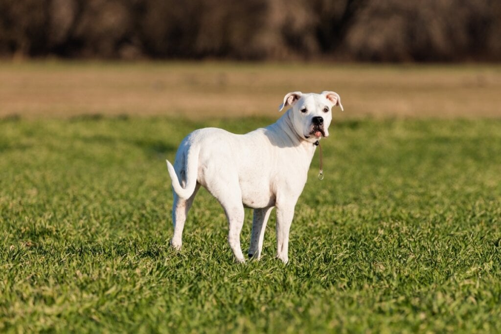 Musculoso e confiante, o dogo argentino tem um perfil protetor (Imagem: Rafal Rutkowski | Shutterstock)