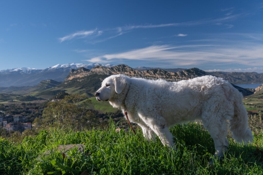 Raça húngara antiga, forte e corajosa, o kuvasz tem pelagem ondulada e instinto protetor marcante (Imagem: La Su | Shutterstock) 