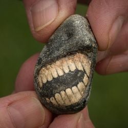 Encontrado na costa da Inglaterra, fóssil de aparência incomum tem idade estimada em algumas centenas de milhões de anos.