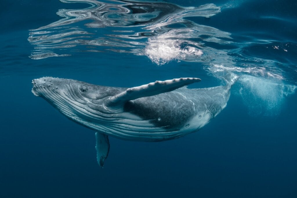 O canto das baleias-jubarte pode durar minutos ou horas, formando padrões diferentes ao longo do tempo (Imagem: Craig Lambert Photography | Shutterstock)