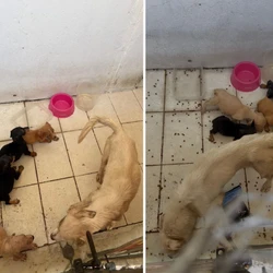 Cadela e sete filhotes foram encontrados em ambiente sem ventilação, água e alimento, segundo a Polícia Civil